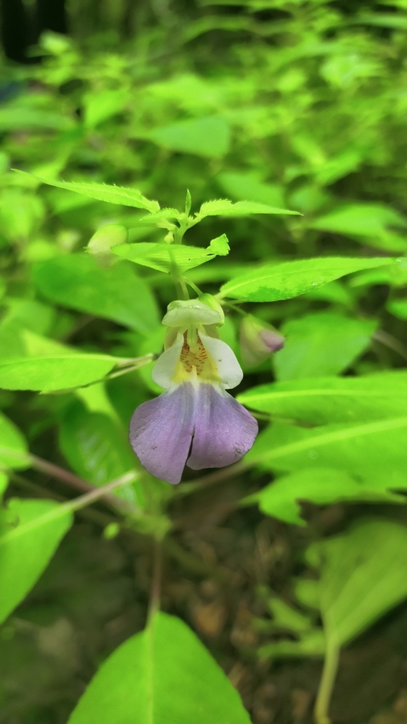 Impatiens chamchumroonii
