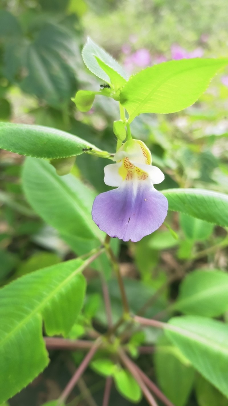 Impatiens chamchumroonii photo 3