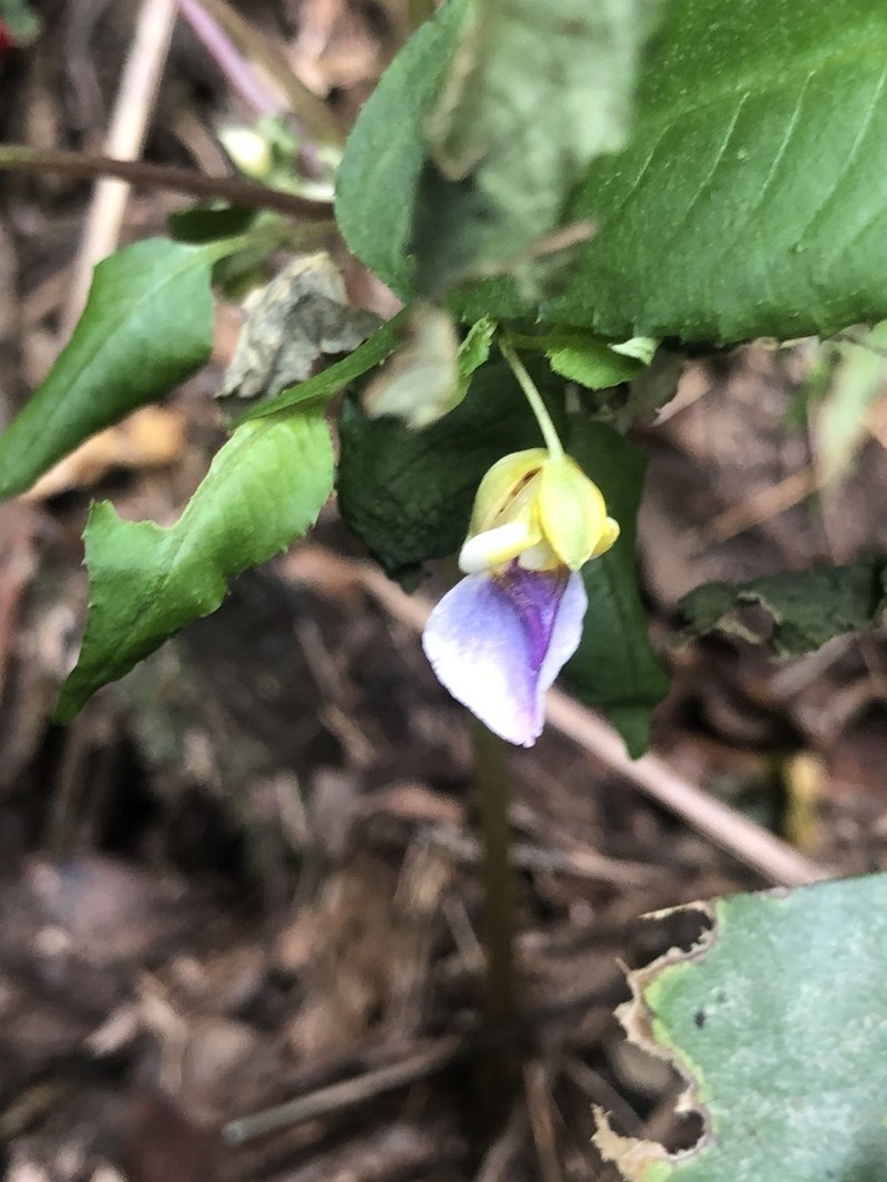 Impatiens chamchumroonii photo 4