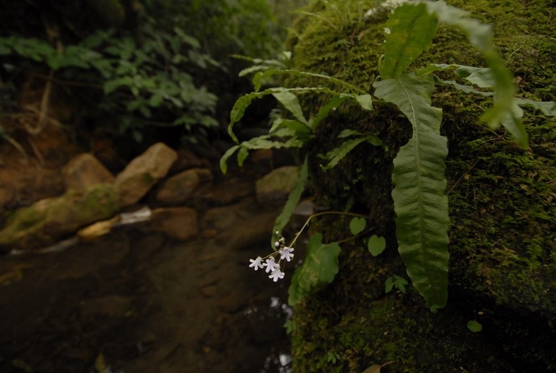 Impatiens chandrasekharanii