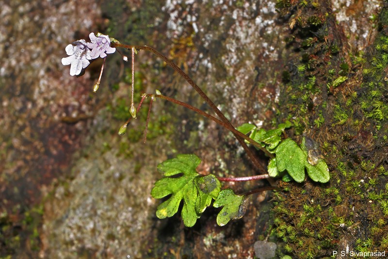 Impatiens chandrasekharanii photo 2