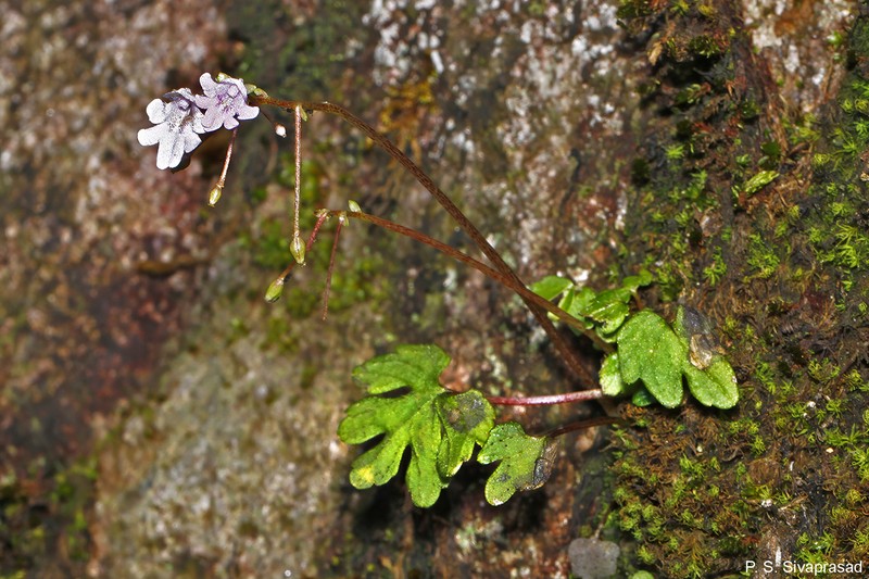 Impatiens chandrasekharanii photo 3