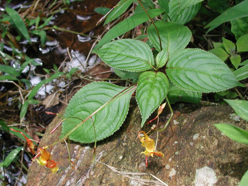Impatiens chapaensis photo 2