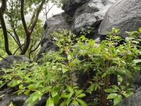 Impatiens charanii