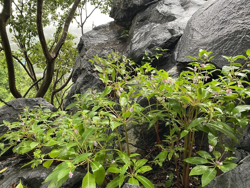 Impatiens charanii