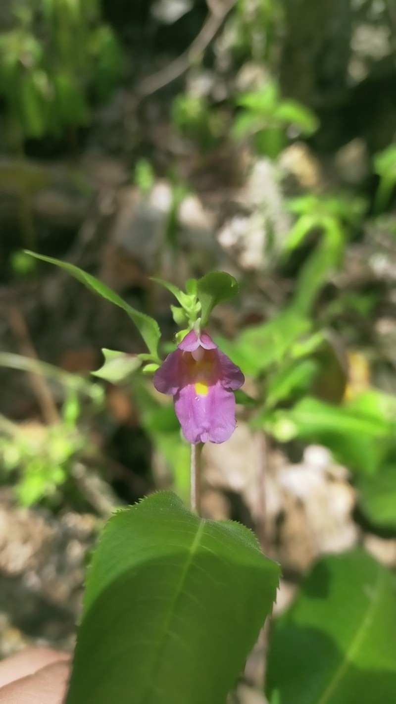Impatiens charanii photo 2