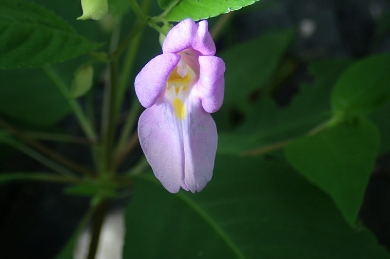 Impatiens charanii photo 3