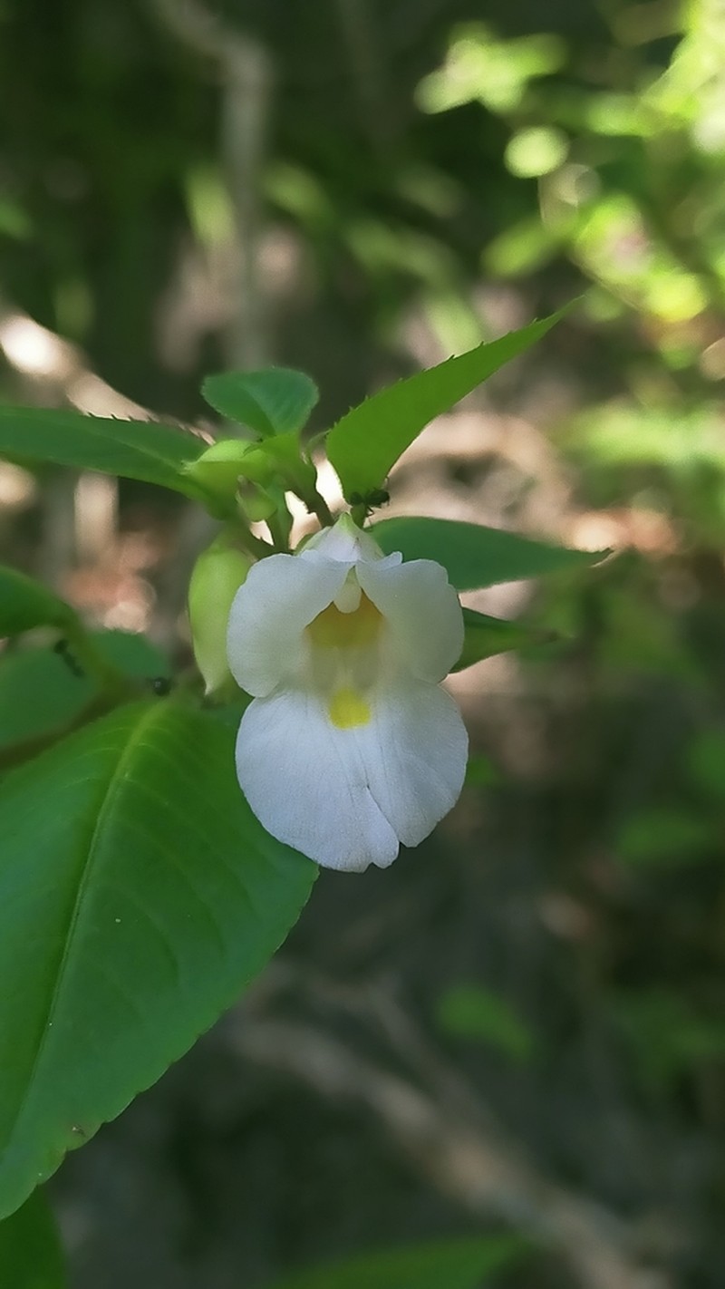Impatiens charanii photo 4