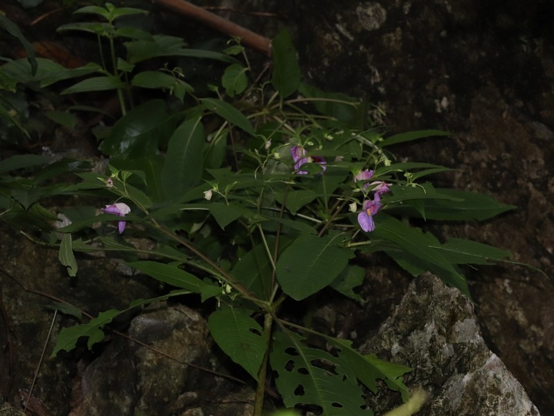 Impatiens charanii photo 5