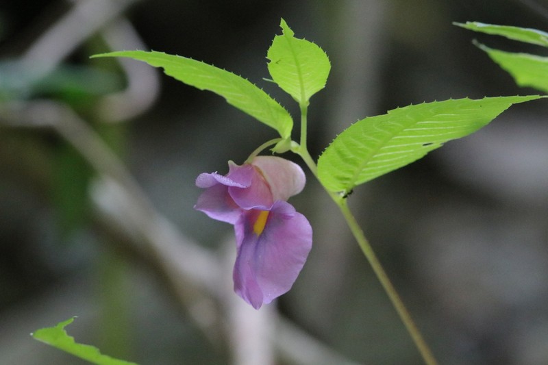 Impatiens charanii photo 6