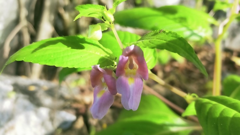 Impatiens charanii photo 7