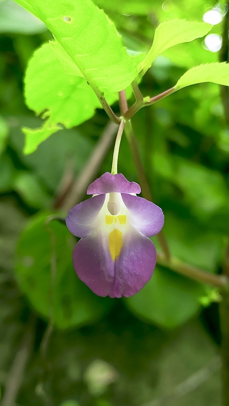 Impatiens charanii photo 8