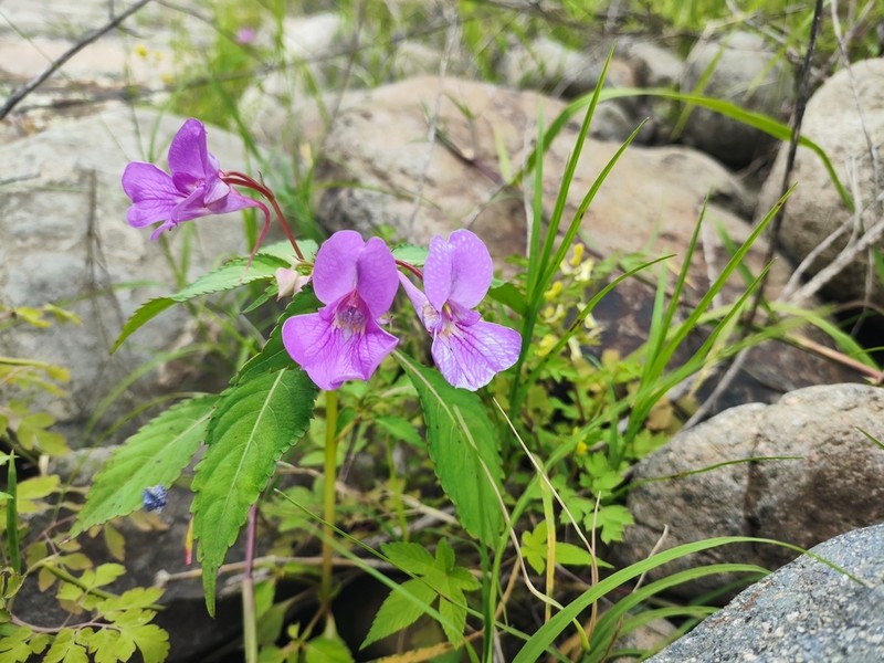 Impatiens chekiangensis