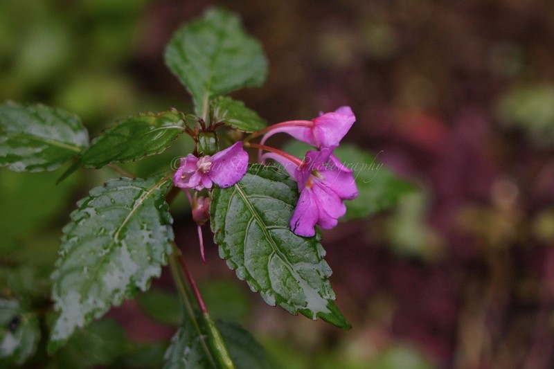 Impatiens chekiangensis photo 2