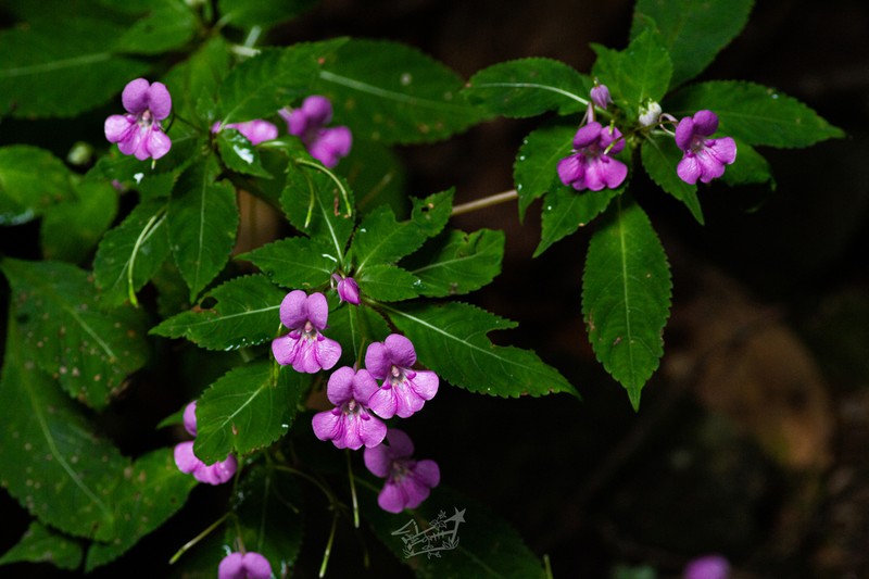 Impatiens chekiangensis photo 3