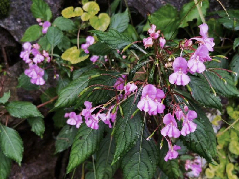 Impatiens chekiangensis photo 4