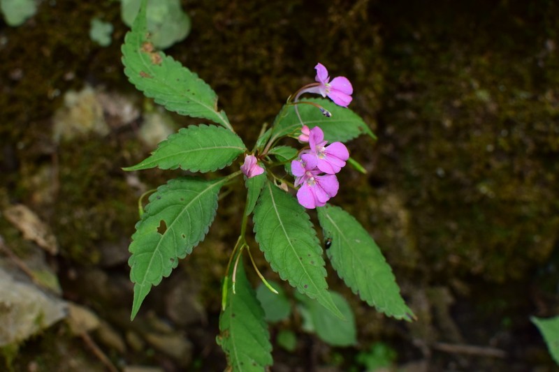 Impatiens chekiangensis photo 5