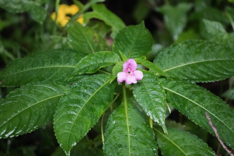 Impatiens chekiangensis photo 6