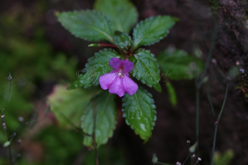 Impatiens chekiangensis photo 7