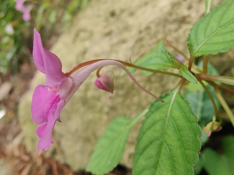 Impatiens chekiangensis photo 8