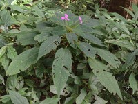Impatiens chevalieri