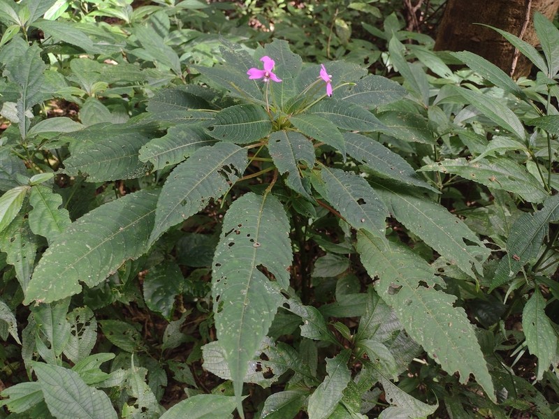 Impatiens chevalieri
