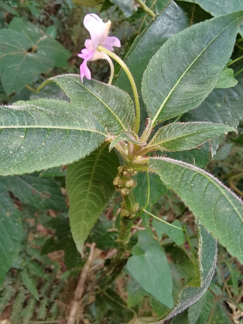 Impatiens chevalieri photo 2