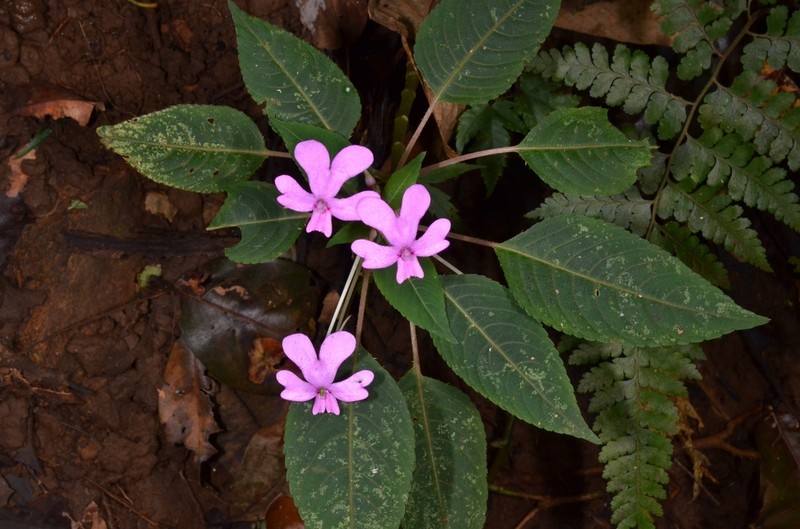 Impatiens chevalieri photo 3