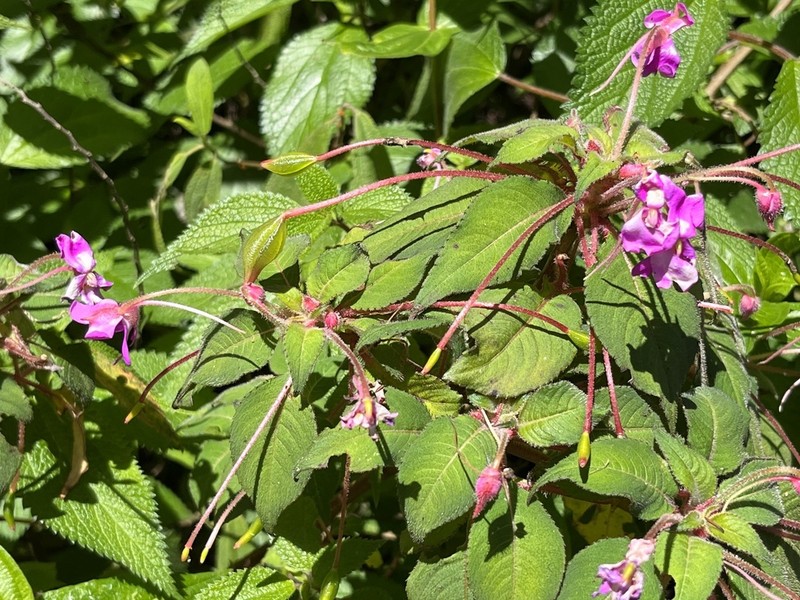 Impatiens chevalieri photo 4