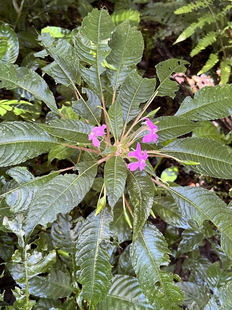 Impatiens chevalieri photo 6