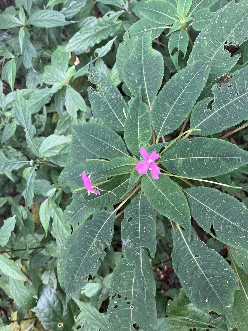 Impatiens chevalieri photo 7
