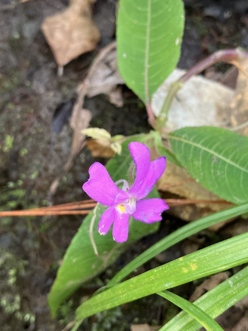 Impatiens chevalieri photo 8
