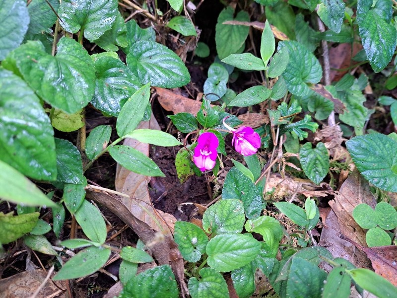 Impatiens chiangdaoensis