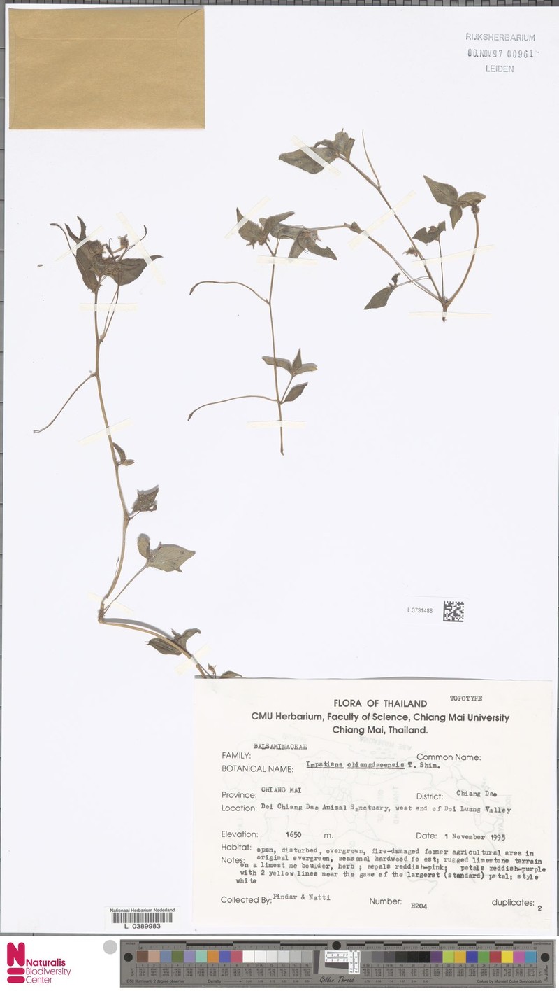 Impatiens chiangdaoensis photo 2