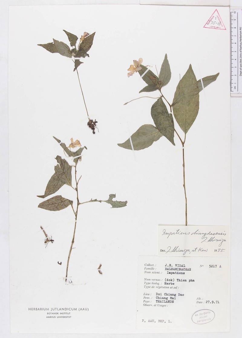 Impatiens chiangdaoensis photo 3