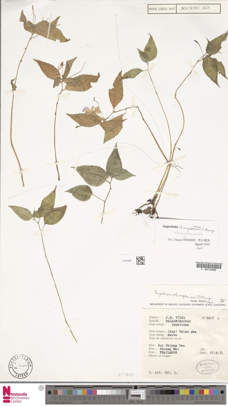 Impatiens chiangdaoensis photo 4