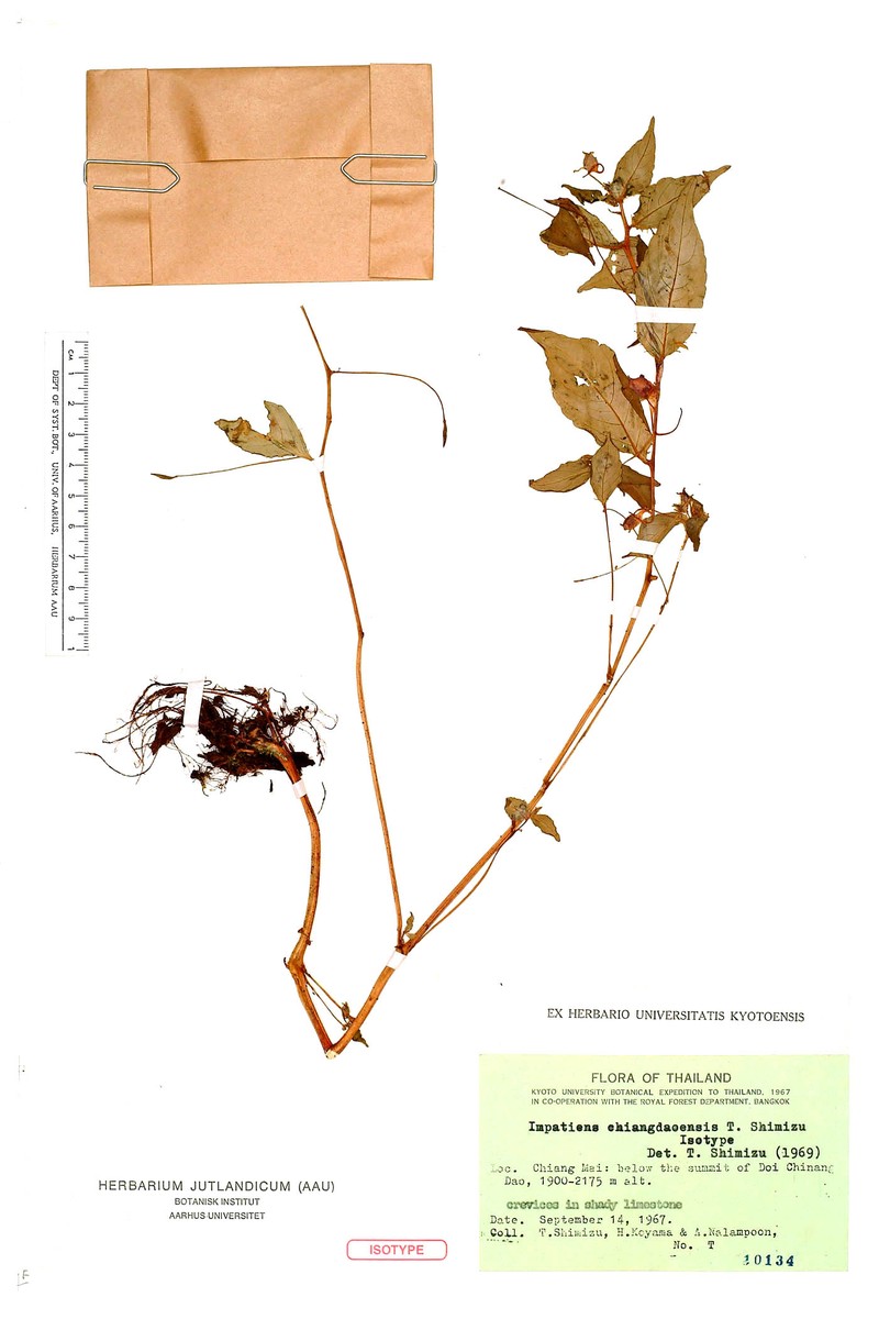 Impatiens chiangdaoensis photo 5
