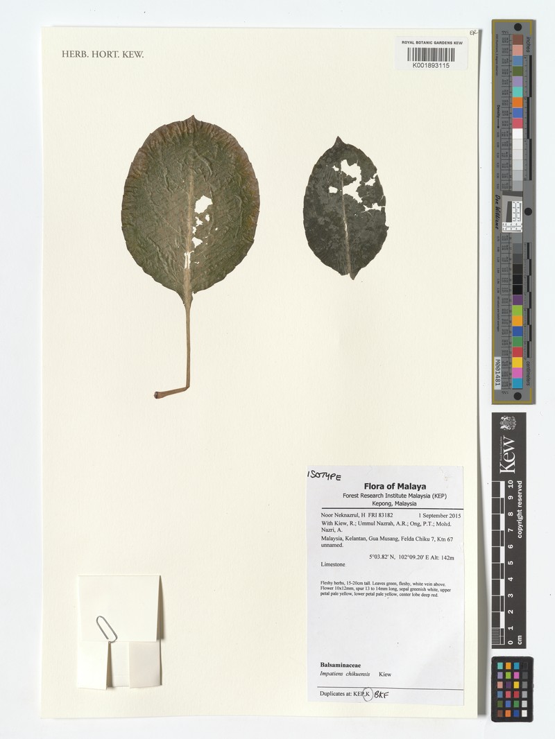 Impatiens chikuensis