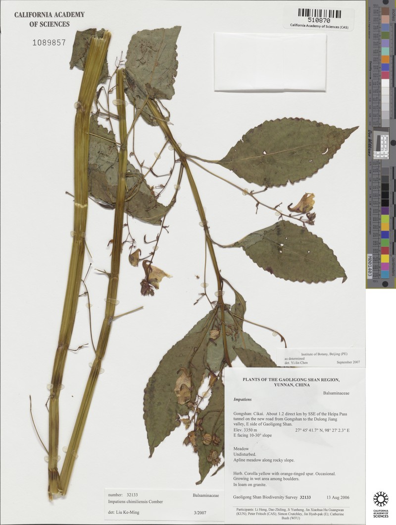 Impatiens chimiliensis