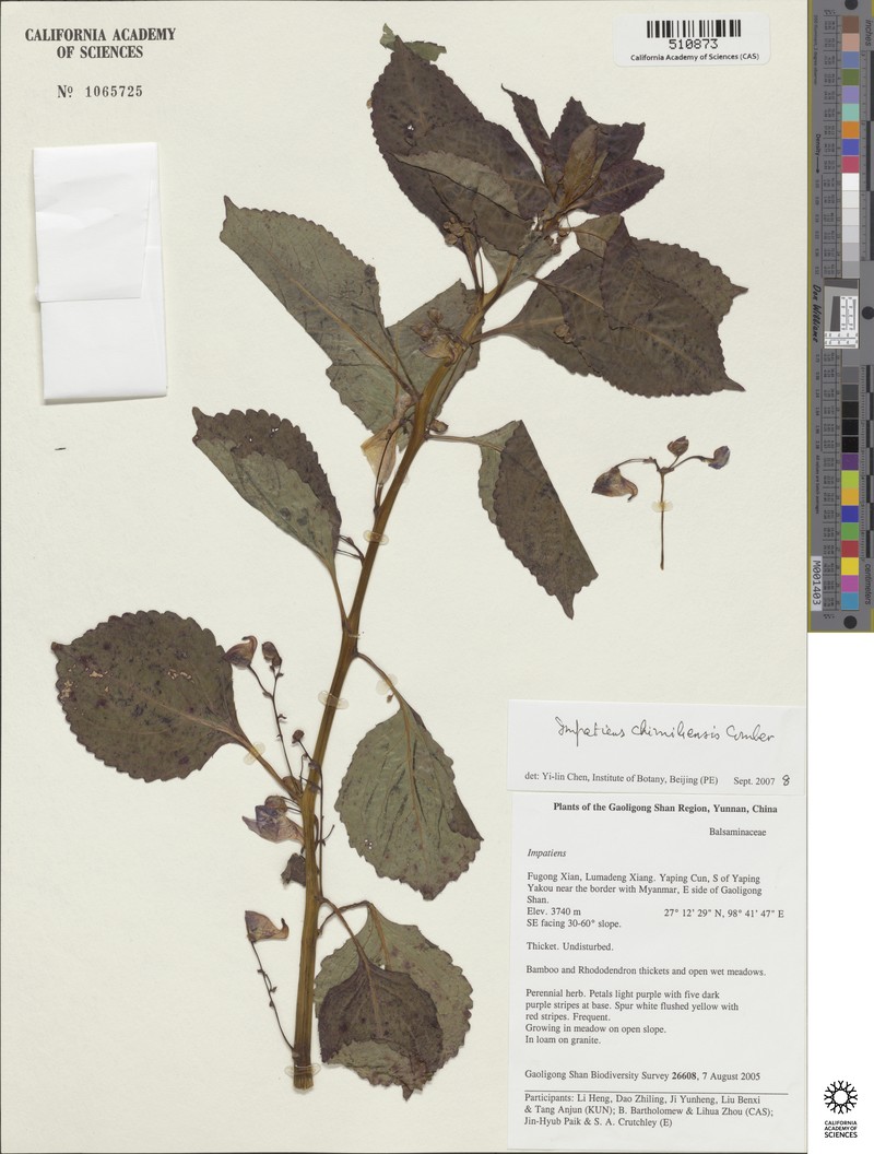 Impatiens chimiliensis photo 2
