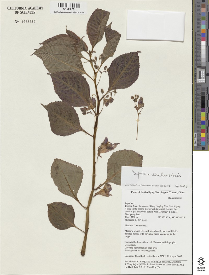 Impatiens chimiliensis photo 3