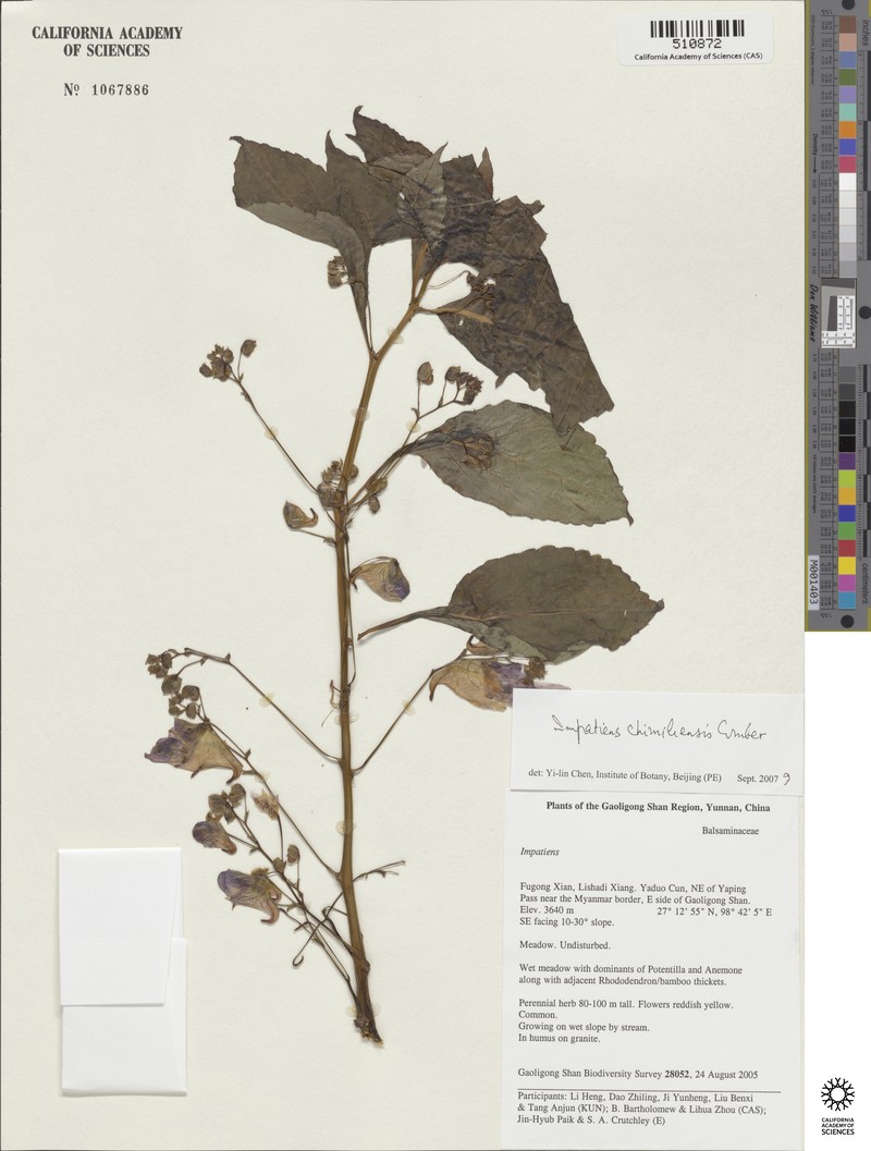 Impatiens chimiliensis photo 4