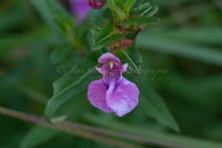 Impatiens chinensis