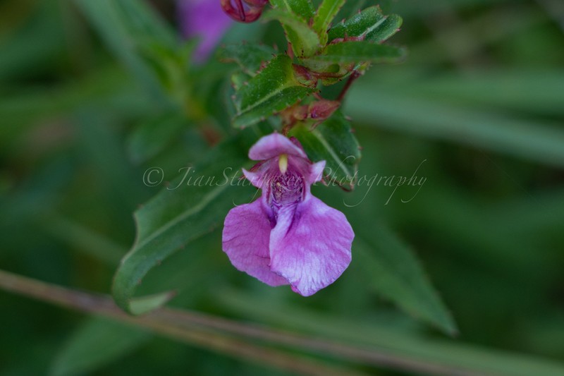 Impatiens chinensis