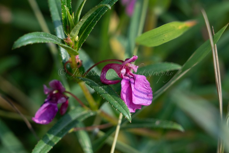 Impatiens chinensis photo 2