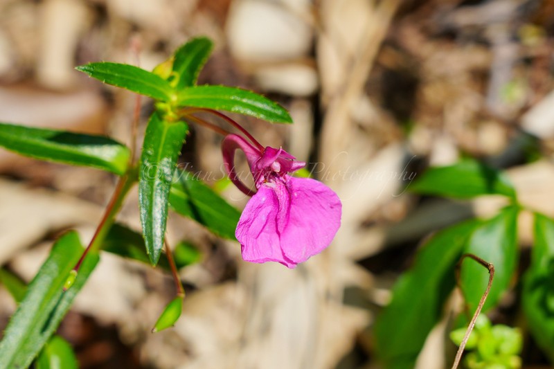 Impatiens chinensis photo 3