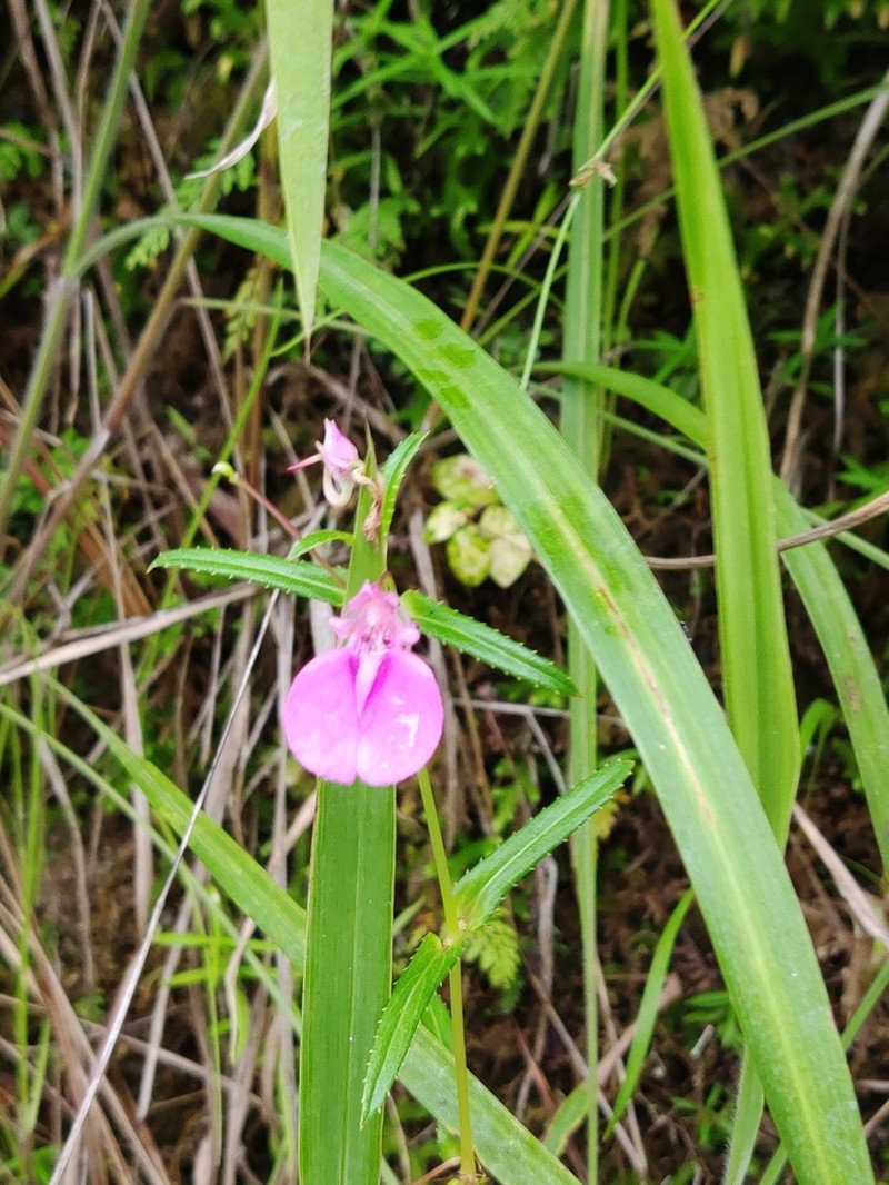 Impatiens chinensis photo 4
