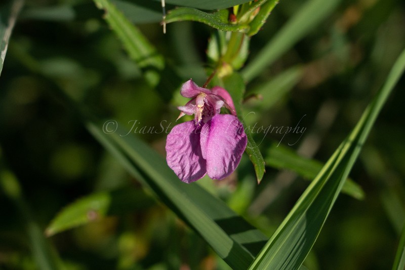 Impatiens chinensis photo 5