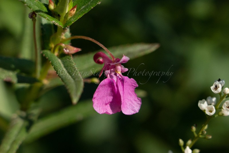 Impatiens chinensis photo 6