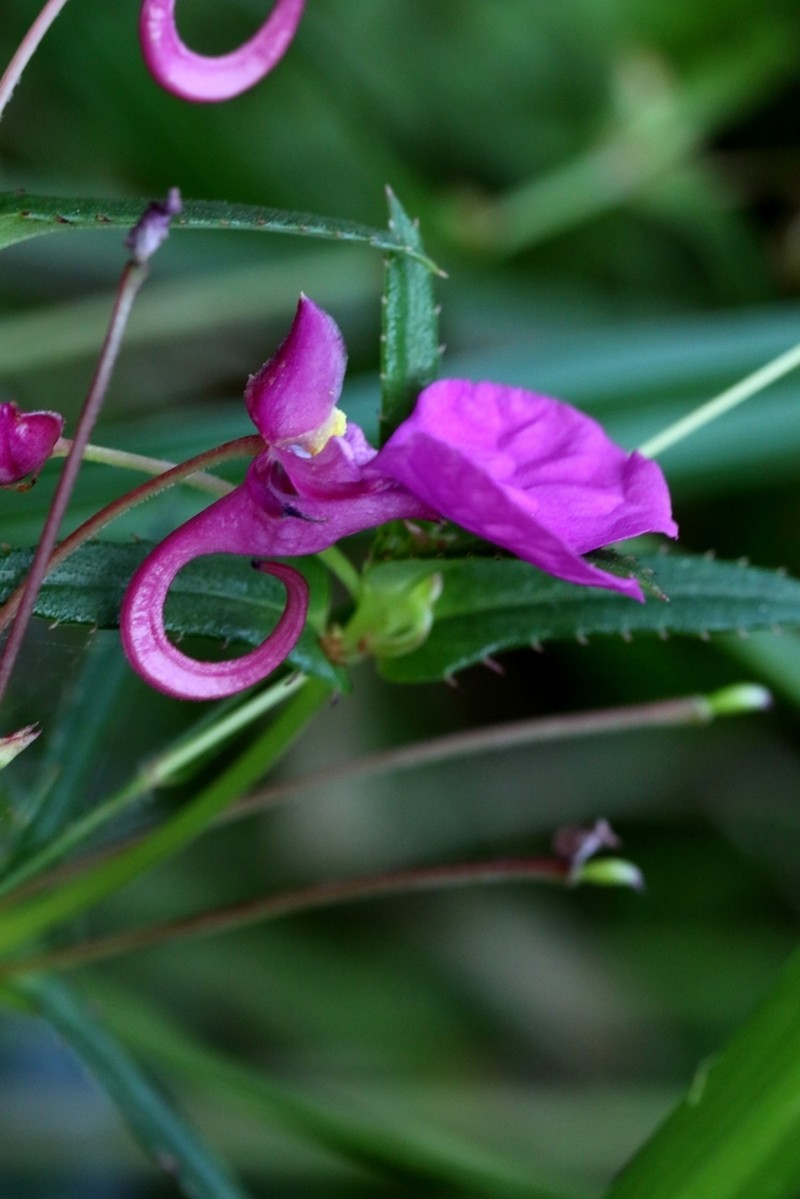 Impatiens chinensis photo 7
